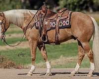 reined-cow-quarter-horse