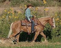 reining-quarter-horse