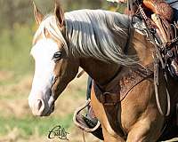 show-quarter-horse