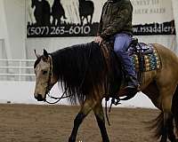 ranch-work-quarter-horse