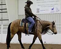 roping-quarter-horse