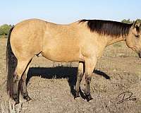 calf-roping-quarter-horse