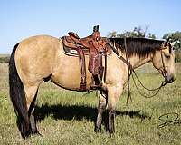 ranch-versatility-quarter-horse