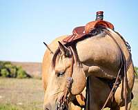 ranch-work-quarter-horse