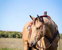 roping-quarter-horse