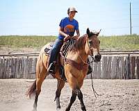 western-riding-quarter-horse