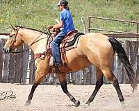 trail-riding-quarter-horse