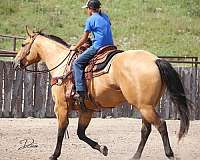 working-cattle-quarter-horse