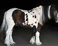 athletic-gypsy-vanner-horse