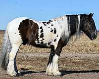 flashy-gypsy-vanner-horse