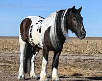 husband-safe-gypsy-vanner-horse