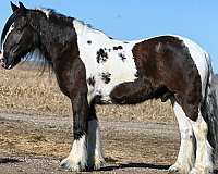 parade-gypsy-vanner-horse