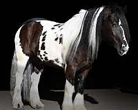 performance-gypsy-vanner-horse