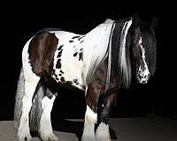 ranch-work-gypsy-vanner-horse