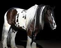 ridden-english-gypsy-vanner-horse