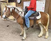 haflingers-for-sale-horse