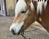 driving-horses-for-sale-haflinger