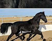 black-friesian-colt