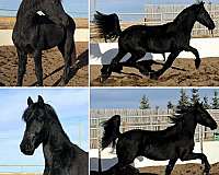 pilgrim-friesian-horse