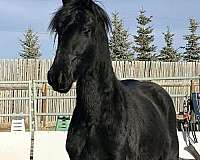 black-friesian-colt