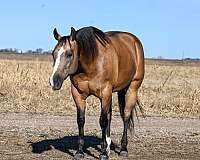 athletic-quarter-horse