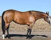 performance-quarter-horse