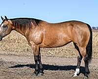 ranch-versatility-quarter-horse