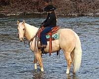 ranch-versatility-quarter-horse