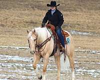 ranch-work-quarter-horse