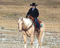 reining-quarter-horse