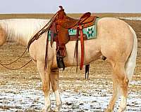 show-quarter-horse