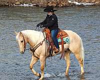 ridden-western-quarter-horse