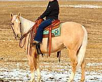 working-cattle-quarter-horse