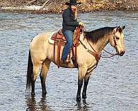 ranch-versatility-quarter-horse