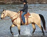 ranch-work-quarter-horse