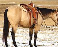 roping-quarter-horse