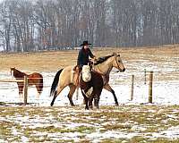 trail-riding-quarter-horse