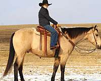 western-riding-quarter-horse