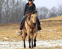 buckskin-quarter-horse-gelding