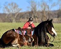 athletic-draft-horse