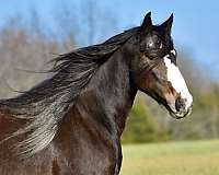 draft-horse