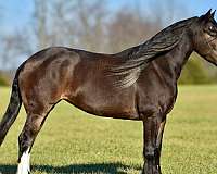 dressage-draft-horse