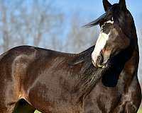 driving-draft-horse