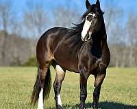 flashy-draft-horse