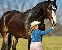 jumping-draft-horse