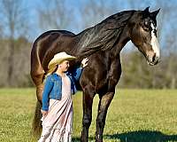 kid-safe-draft-horse