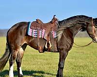 parade-draft-horse