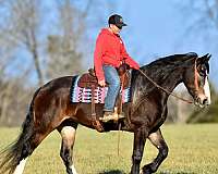 ranch-versatility-draft-horse