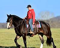 ranch-work-draft-horse