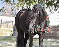 cross-friesian-horse